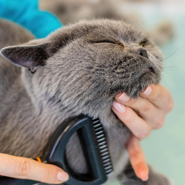 Cat with eyes closed getting groomed by human with a brush