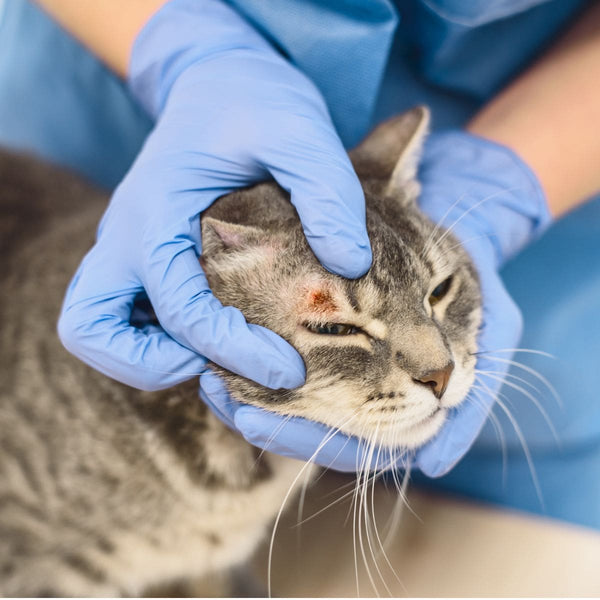 Cat with skin infection above eye getting treated by vet