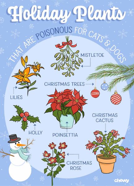 Chewy's holiday plant list that are poisonous for cats and dogs
