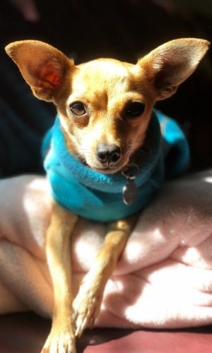 Chihuahua with sweater on sitting on a blanket