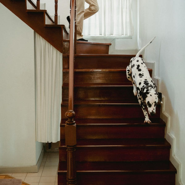 Dalmatian dog going down a flight of stairs with a human behind them