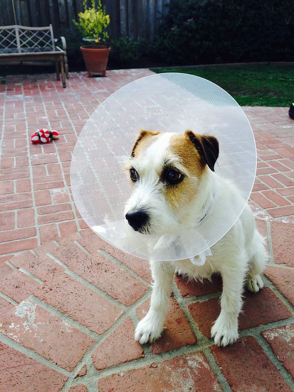 Small dog with cone