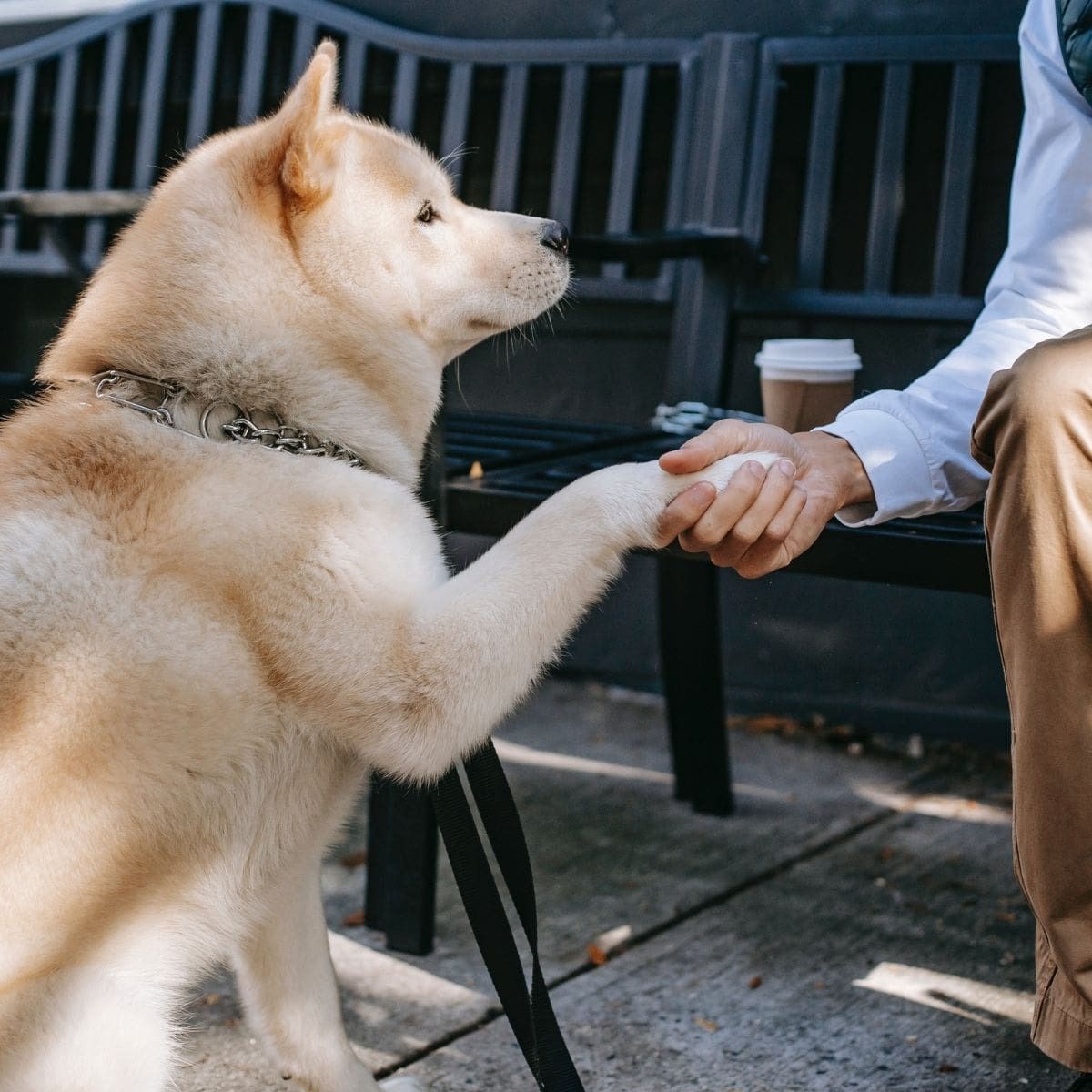 Dog and human doing a shake or paw agreeing together that B12 is essential