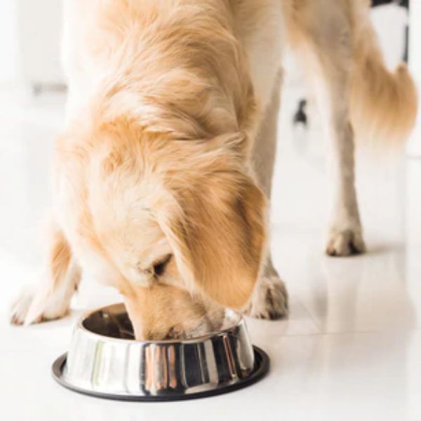 Dog eating the food and vegetarian glucosamine out of a bowl