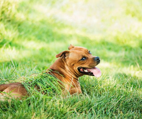 Dog laying in the grass with tongue out while enjoying the shade