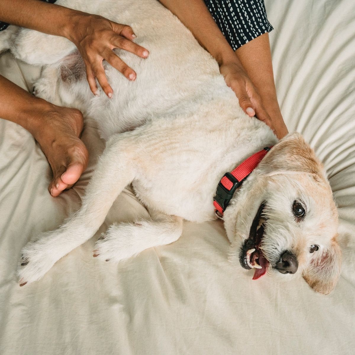 Dog laying on the bed looking happy getting pets from human