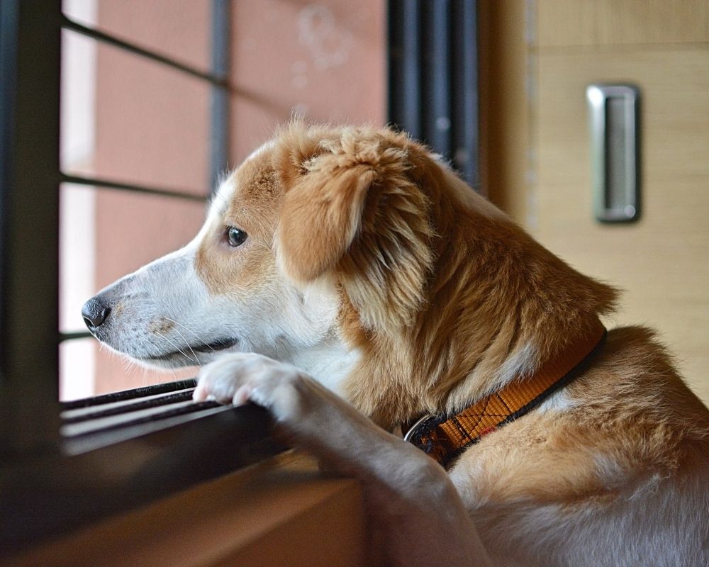 Dog looking out the window to the outdoors with it's paws on the windowsill