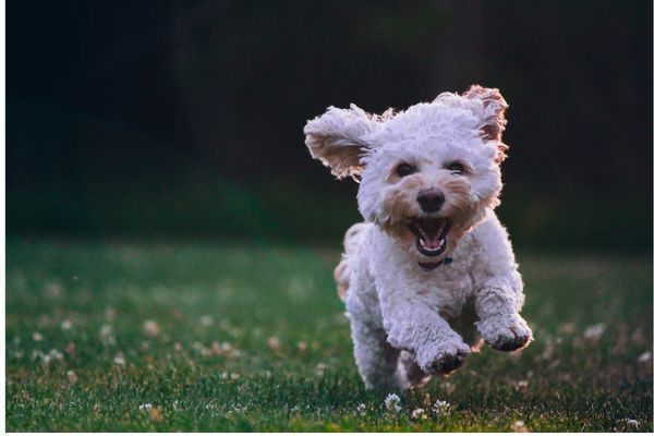 Dog running in grass with mouth open and hair flopping around