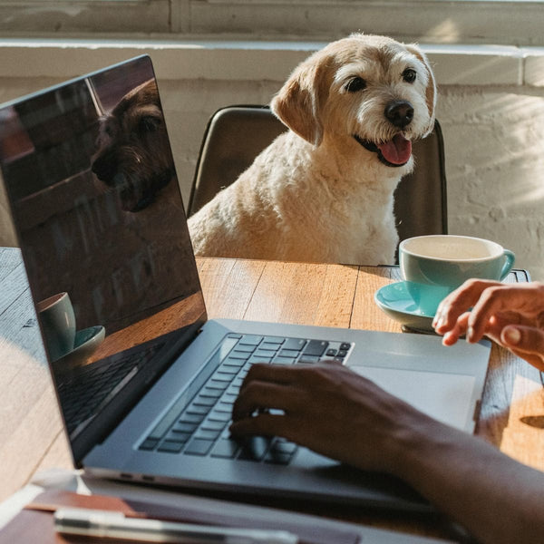 Dog sitting on chair looking on while human hands are on a laptop