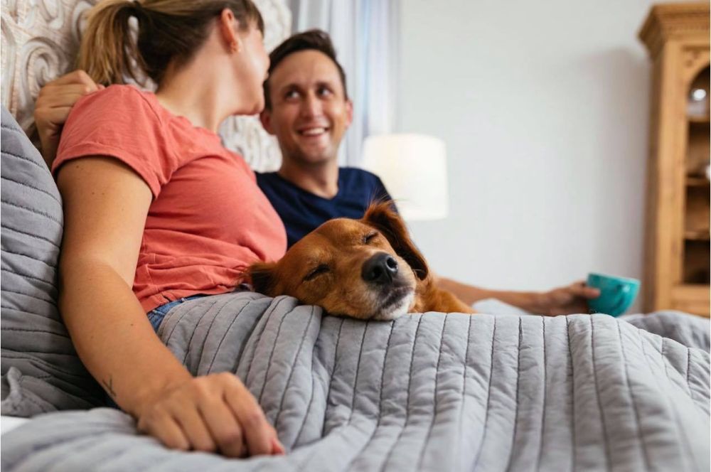 Dog sleeping in bed while man and woman are looking at each other