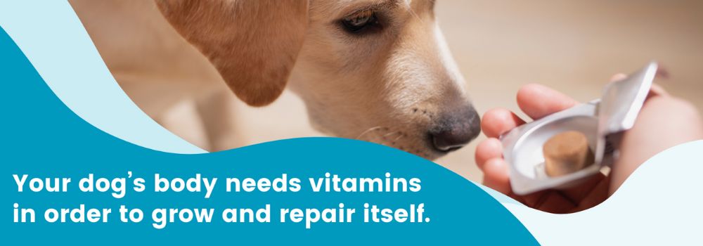 Dog sniffing a vitamin in owner's hand with saying, "Your dog's body needs vitamins in order to grow and repair itself."