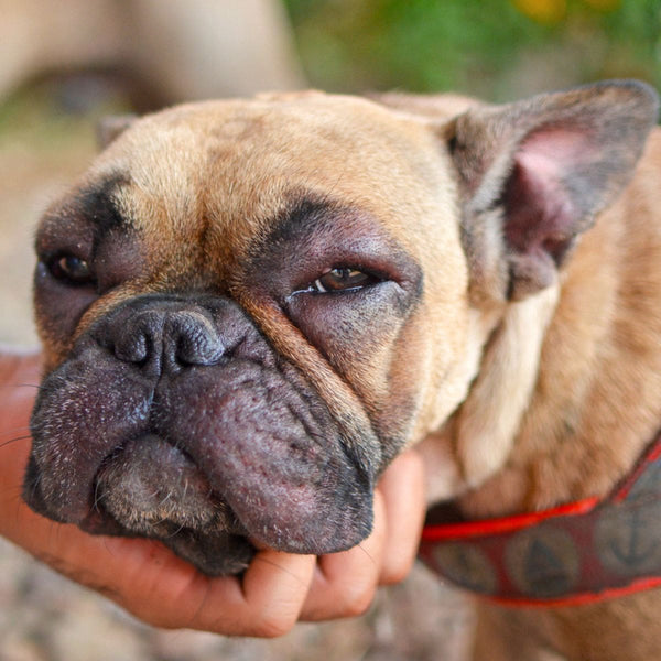 Dog with allergy problems has swollen face and red puffy eyes