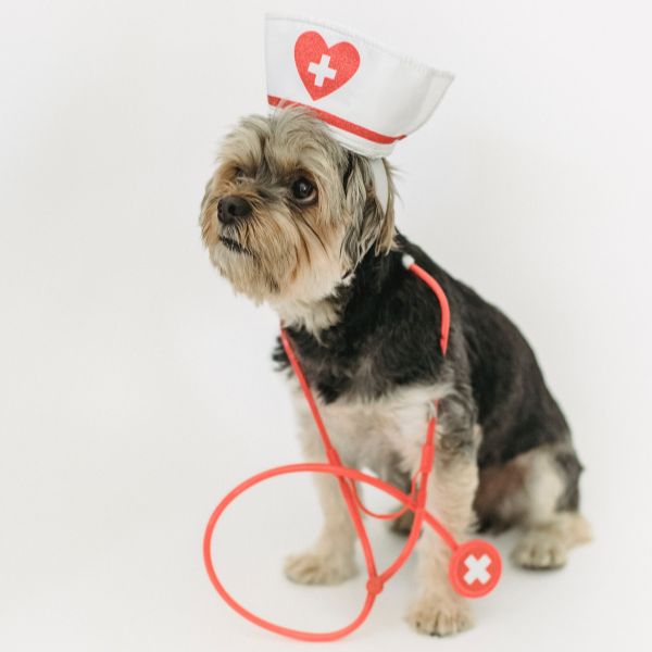 Dog with cap on head and stethoscope around neck