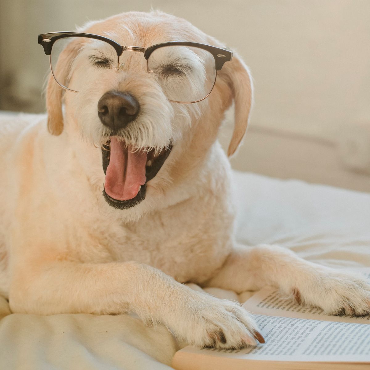 Dog with glasses on and mouth open and has a book open with it's paws