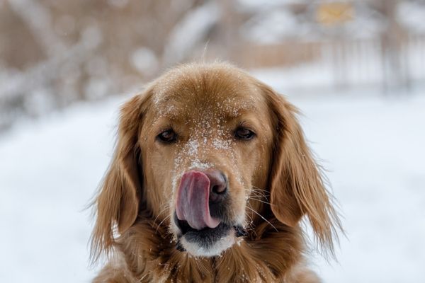Dog with snow on the face and licking its nose