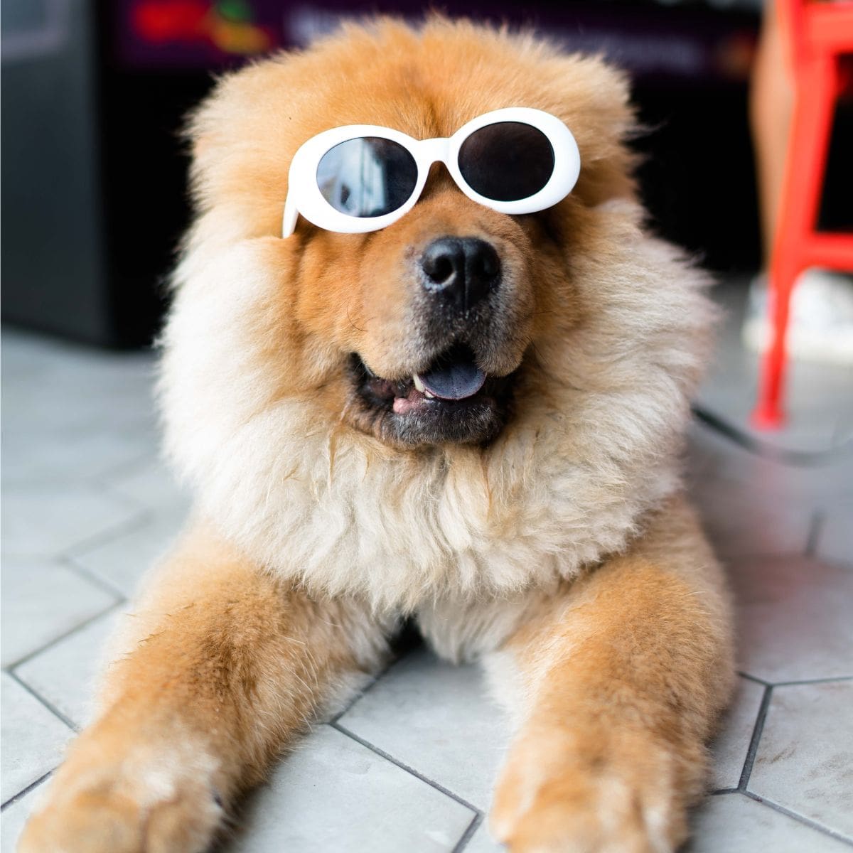 Dog with sunglasses on sitting on the floor