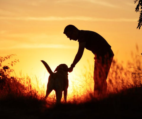 Guy taking dog for a walk while the sun is setting at night
