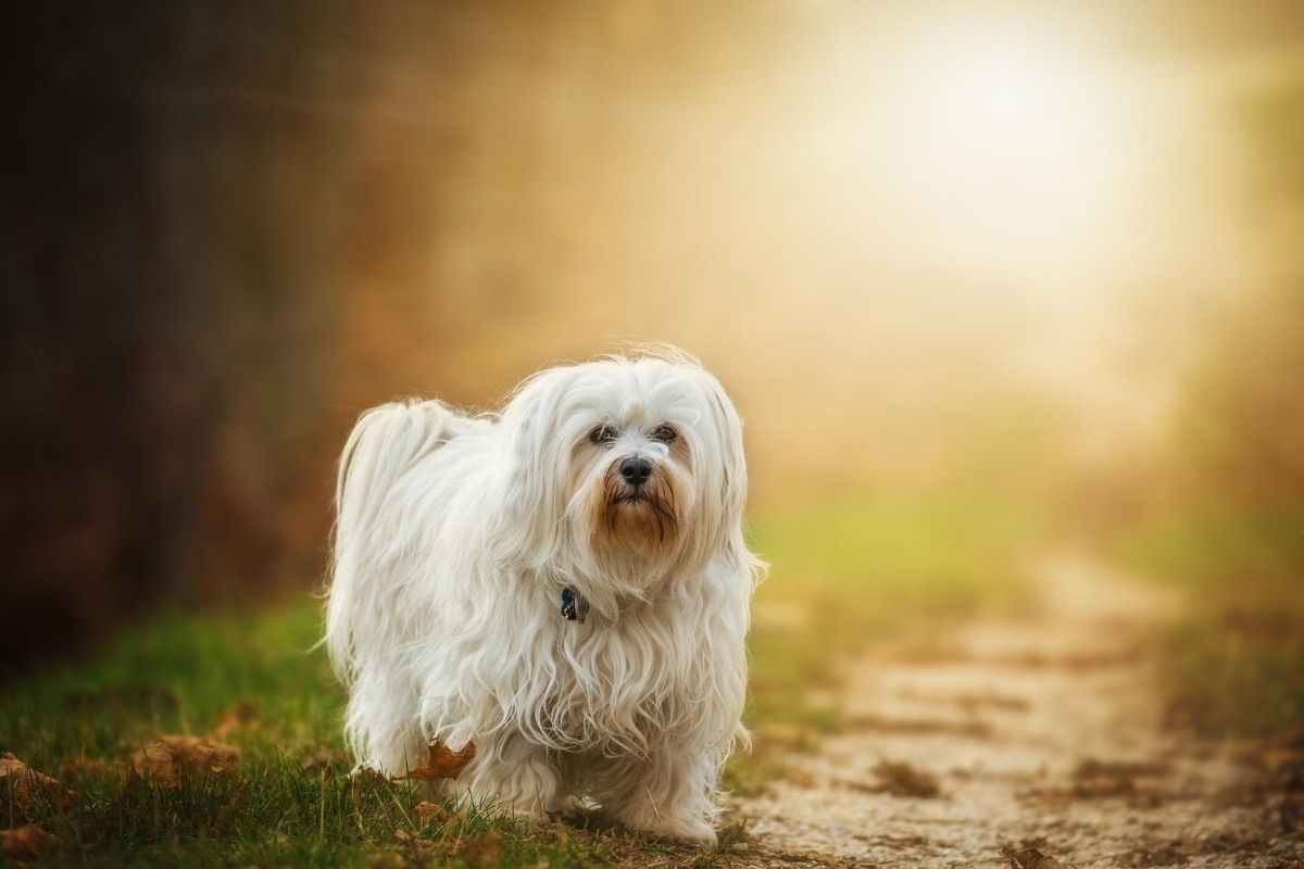 Havanese walking on the grass with the sun in the background