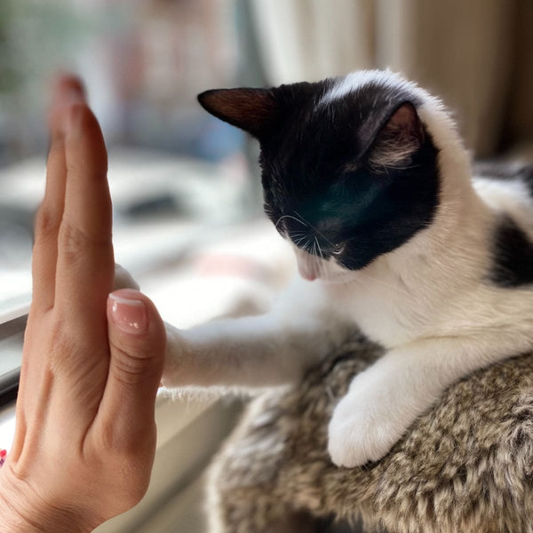 Human hand giving high five to black and white cat with its paw