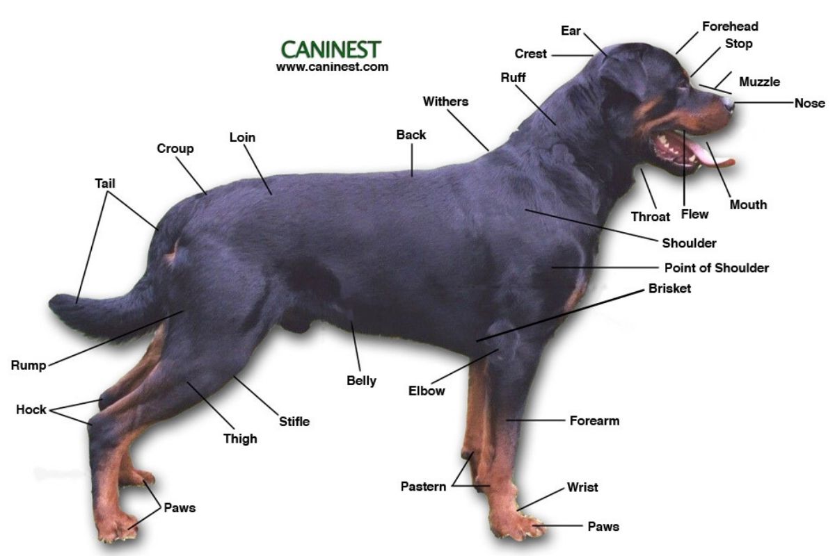 Basic Dog Anatomy