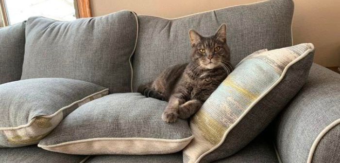 Lyo the Paramount Pet Health Cat sitting on a couch looking at the camera