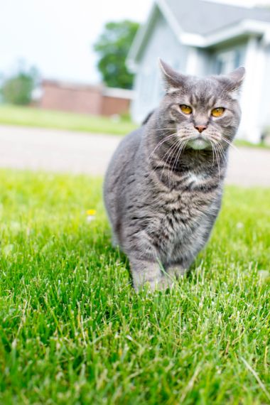 Lyo the Paramount Pet Health Cat walking through the grass