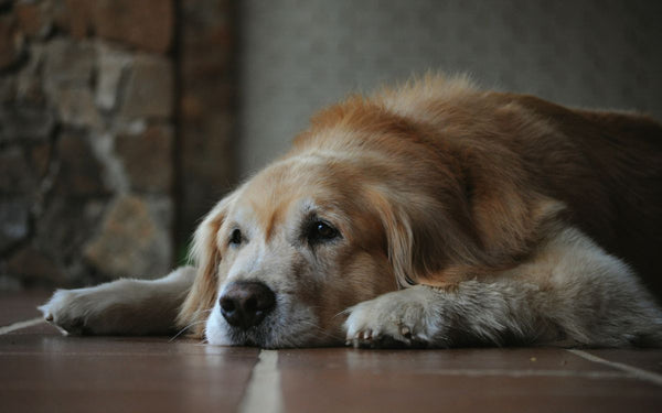 Older dog  laying on the ground with eyes open and staring off in the distance