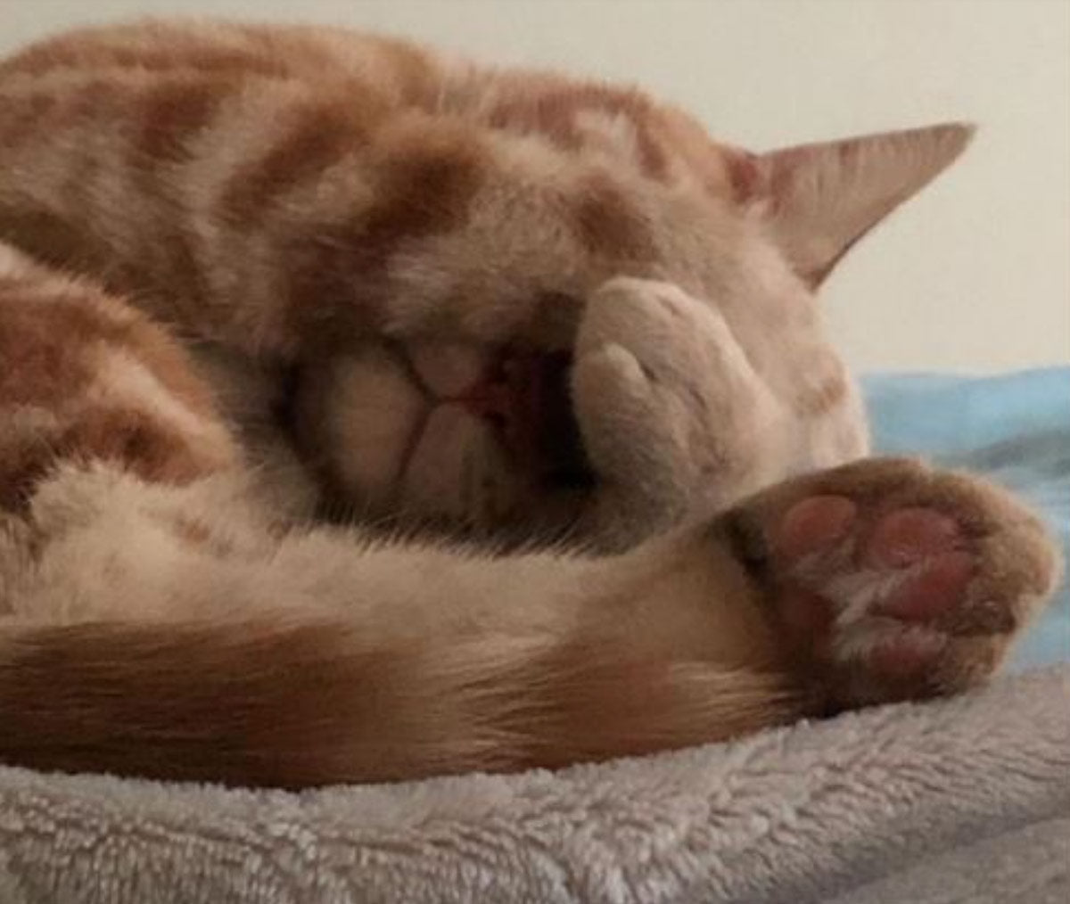 Orange cat with paws over its eyes