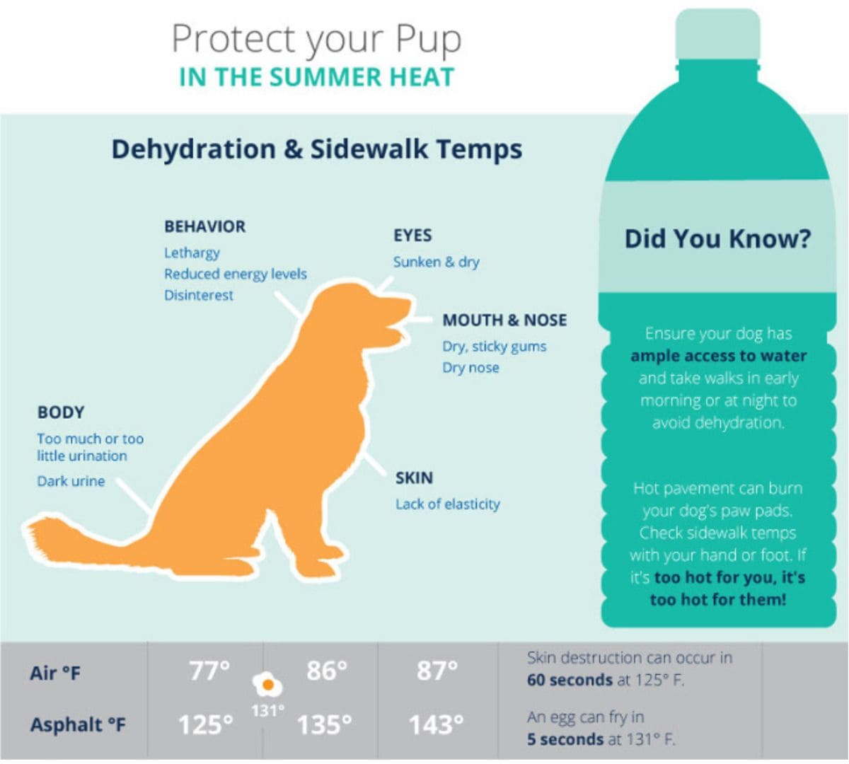 Protect your pup in the summer heat information