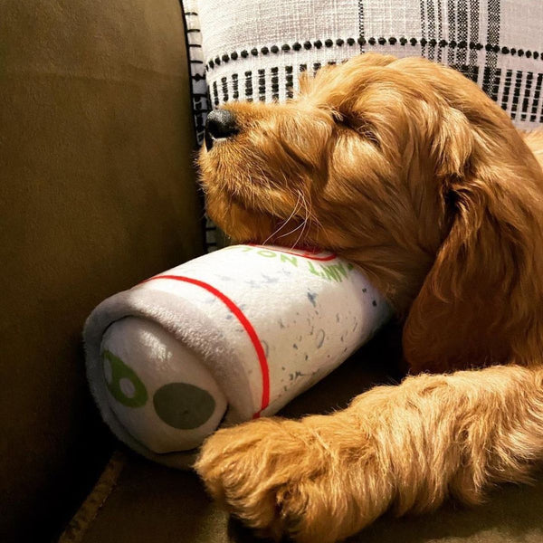 Puppy sleeping with head on a toy and sun shining