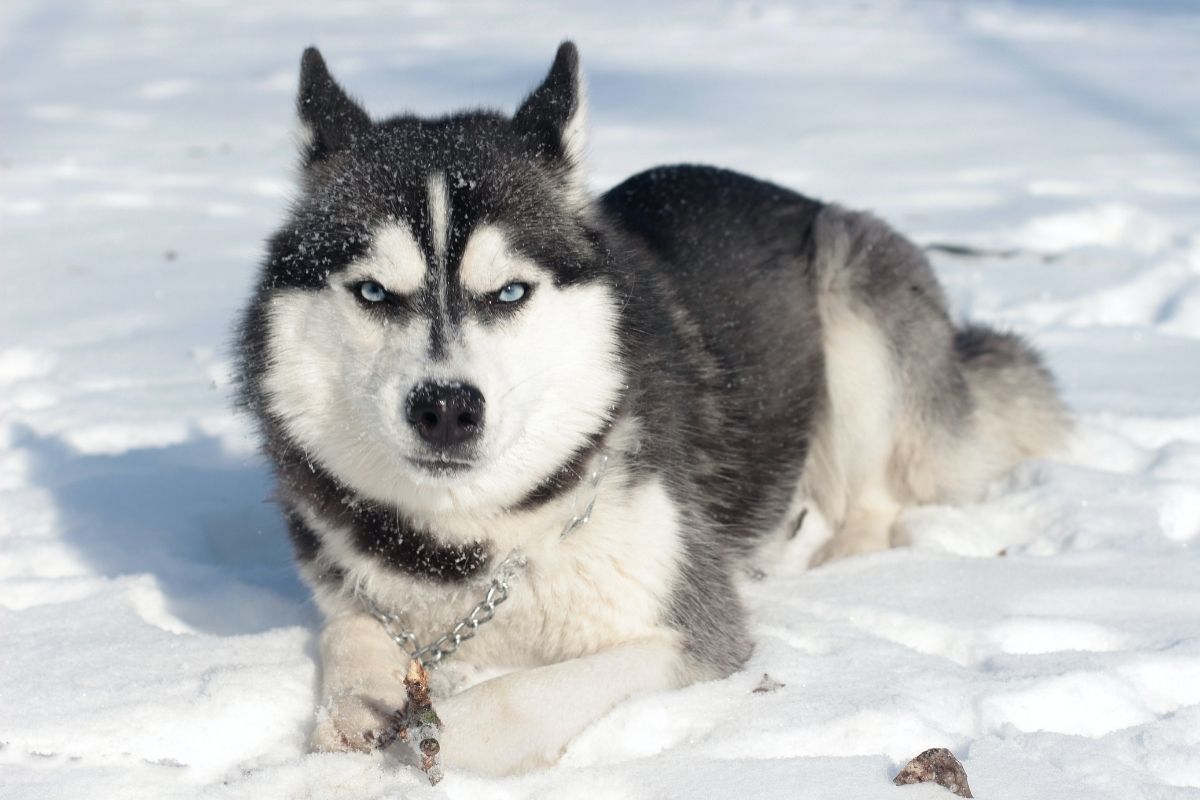 Siberian Husky laying down in the snow