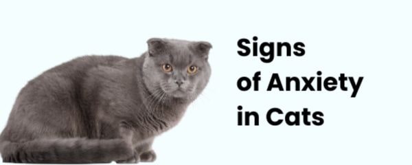 Signs of Anxiety in Cats — Gray Cat looking anxious with ears down