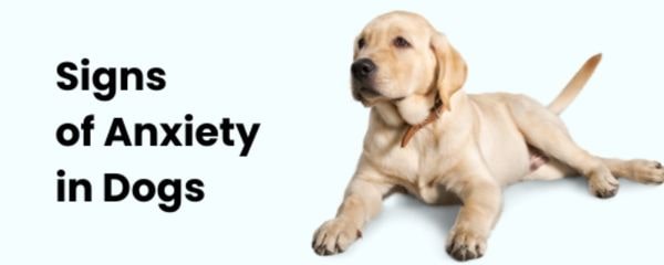 Signs of Anxiety in Dogs — Yellow lab laying down looking anxious