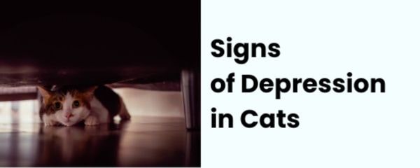 Signs of Depression in Cats — Cat underneath a couch looking depressed