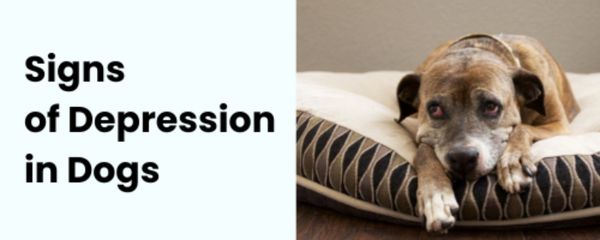 Signs of Depression in Dogs — A Dog laying in his bed looking sad and depressed
