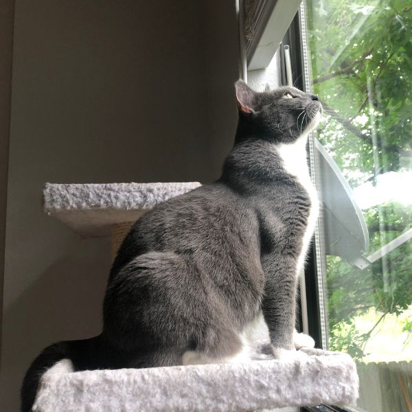 Smoky the cat sitting on his throne and looking out the window at all the squirrels