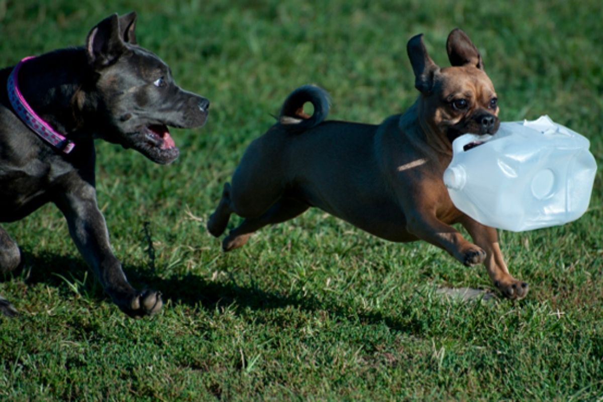 Two dogs playing around with one dog having a empty milk carton in it's mouth