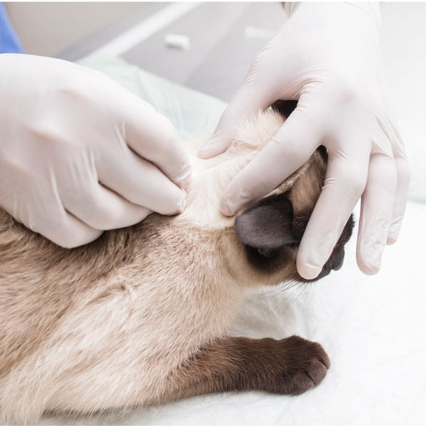 Vet working on a cat with skin issues on their neck area
