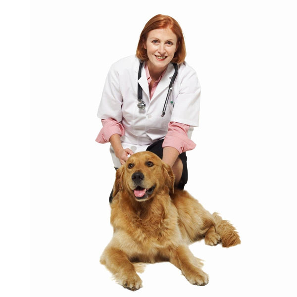 Veterinarian kneeling next to a dog laying down