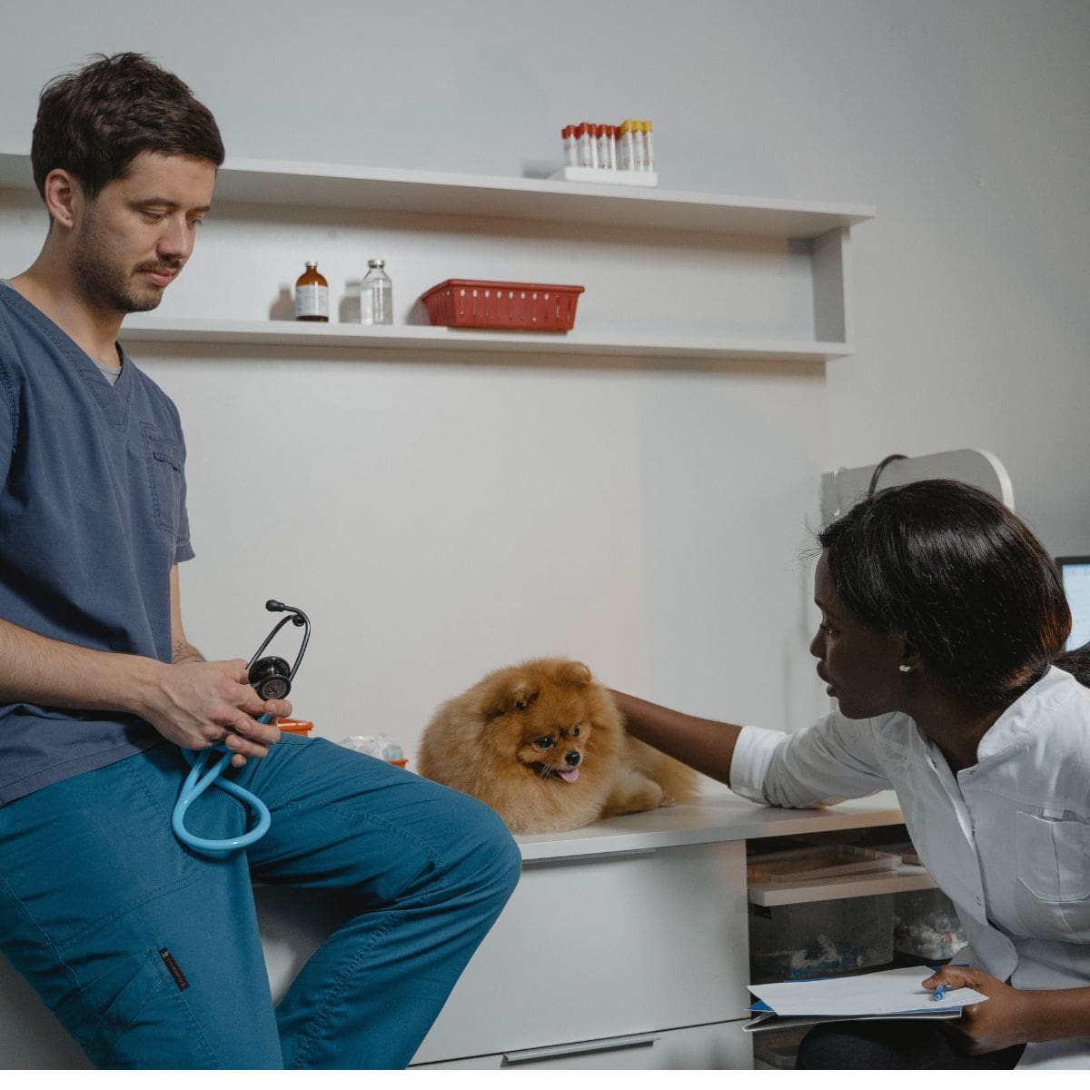 Veterinarian looking at dog with the dog's owner