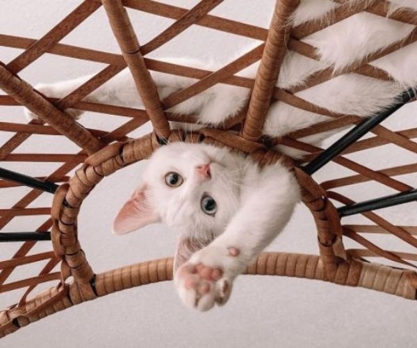 White cat laying on a wicker chair with paw going through a hole