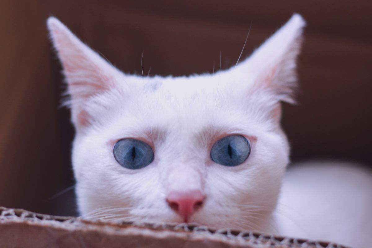 White cat with blue eyes peeking head outside of a box