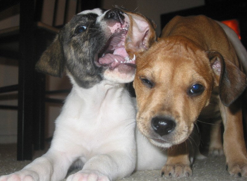 Puppy chewing on another puppy's ear