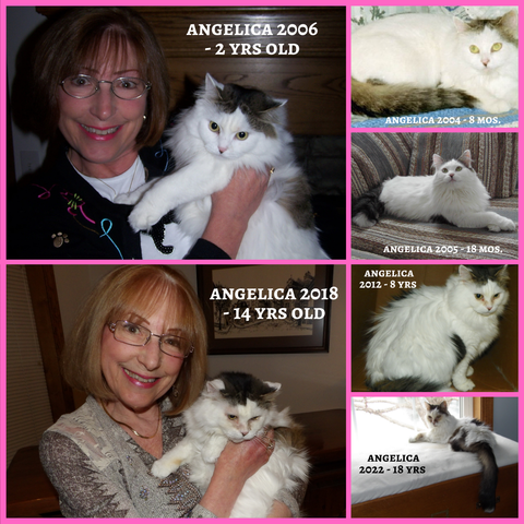 RIP my beloved 18-yr-old Angelica cat