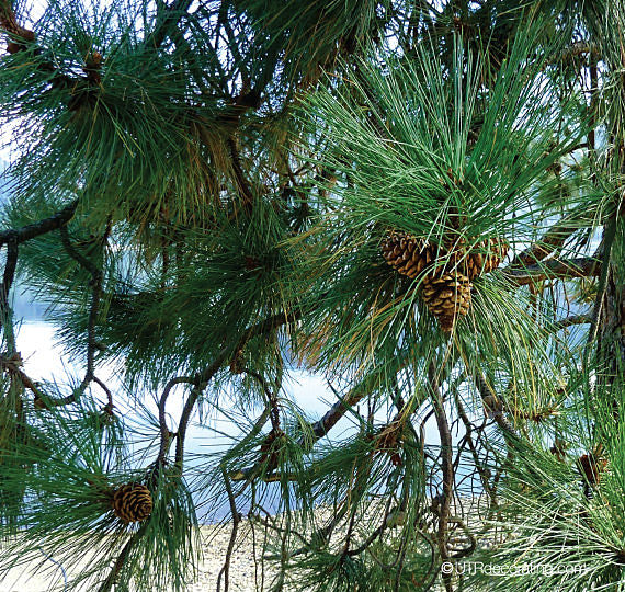 Fall Decorating With Pinecones – UTR Decorating