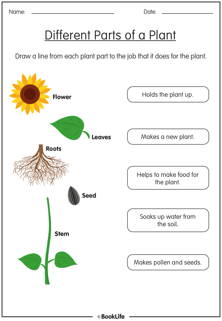 Free Activity Sheet | Different Parts of a Plant – BookLife