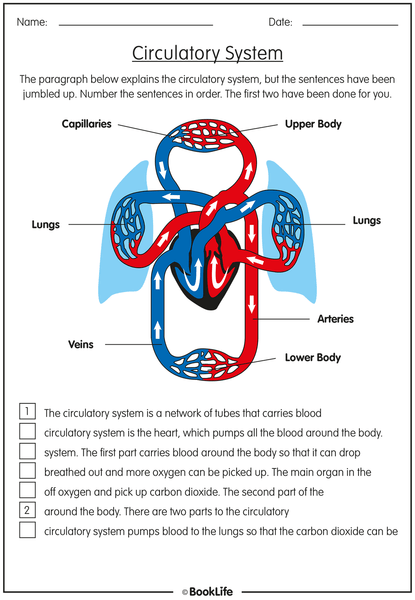 The Circulatory System Worksheet