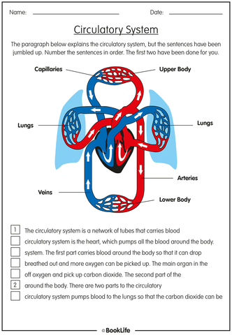 The Circulatory System Activity Sheet – BookLife