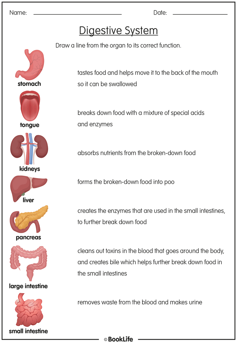 Digestive System Labelling Worksheet