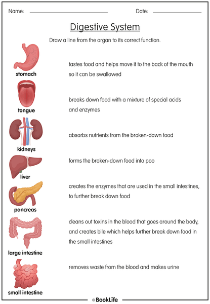 Free Digestive System Activity Sheet – BookLife